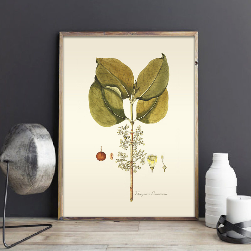 Planta herbácea arte da parede - Office Furniture York avaliação e preço